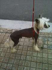 Chardonnay De Bandedogge Chardonnay De Bandedogge
