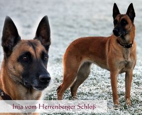 Inja vom Herrenberger Schloß Inja vom Herrenberger Schloß