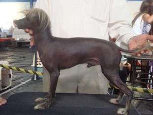 Bark Pelado Do Baktaran Bark Pelado Do Baktaran