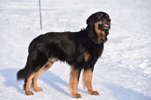 Apache vom Tübinger Tor Apache vom Tübinger Tor