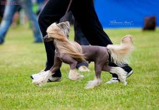 Aura Beauty Showman Aura Beauty Showman