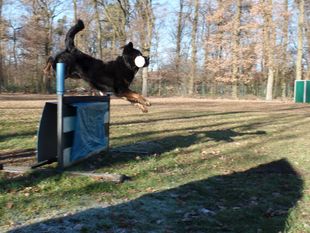 Paco vom Hause Luka Paco vom Hause Luka