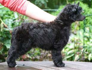 Maybell's Just Black Dream Maybell's Just Black Dream