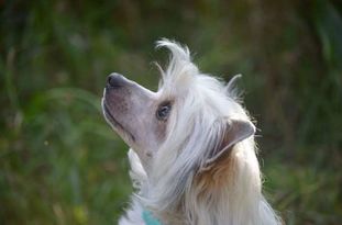 Be My Dog's Fade To Grey Be My Dog's Fade To Grey