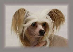 Curlycrest's Dixieland Curlycrest's Dixieland