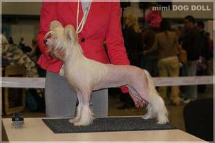 Mimi Dog Doll Tornado Mimi Dog Doll Tornado