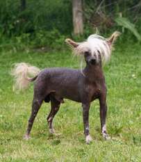 Be My Dog's Abdul Karim Be My Dog's Abdul Karim