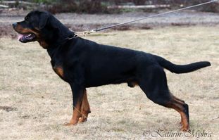 Astor Tex Astor Tex