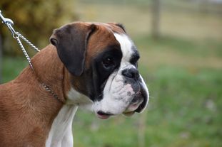 Doly au Coeur Battant Doly au Coeur Battant