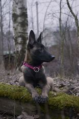 Dakota (Koltzova) Dakota (Koltzova)