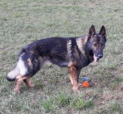 Bruno von der Lehnmühle Bruno von der Lehnmühle