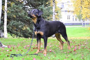 Rodog's Decrux Rodog's Decrux