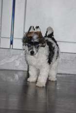 Stormcrest Magica De Hex Stormcrest Magica De Hex