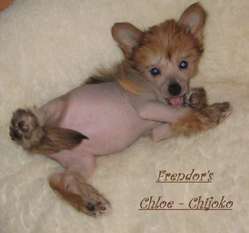 Frendor's Chloe Chijoko Frendor's Chloe Chijoko