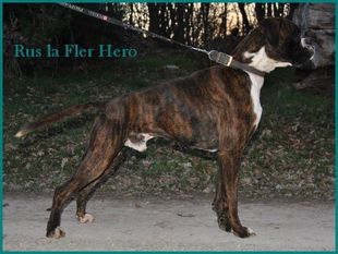 Rus la Fler Hero Rus la Fler Hero