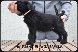 Anoki of Giant Black Hawks Anoki of Giant Black Hawks
