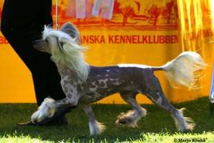 Müslis Lambada Müslis Lambada
