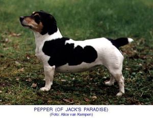 Pepper of Jack's Paradise Pepper of Jack's Paradise