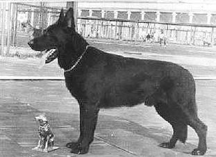 D'YUS K-596 (Litvinovskiy) D'YUS K-596 (Litvinovskiy)