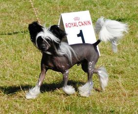 Could Be My Prince Of Roxy's Pride Could Be My Prince Of Roxy's Pride