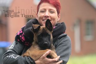 Belgian Tigers Oreo Belgian Tigers Oreo