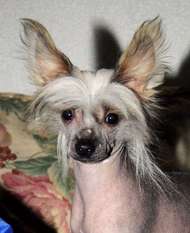 Be My Dog's Rhythm Divine Be My Dog's Rhythm Divine