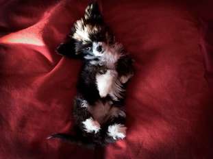 Little Dog Of Dream In The Moon Little Dog Of Dream In The Moon