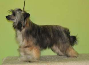 Mano Ponis Arrogant Porthos Mano Ponis Arrogant Porthos