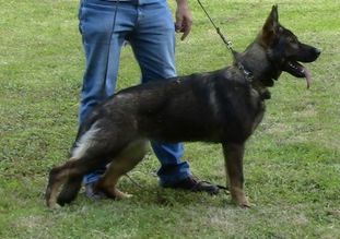 Anka von den wilden Teufeln Anka von den wilden Teufeln
