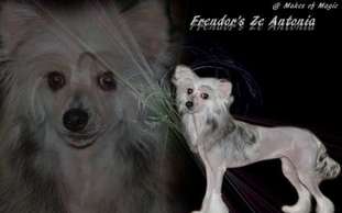Frendor's Ze Antonia Frendor's Ze Antonia