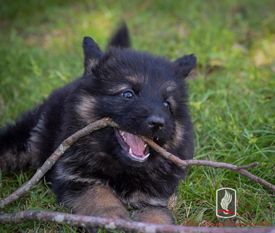 Ayla Vom Haus Himmelsoldat Ayla Vom Haus Himmelsoldat