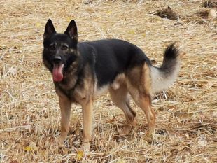 Loupiak de Dog' Attitude Loupiak de Dog' Attitude