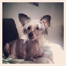 K9madness Idolizing Icon K9madness Idolizing Icon