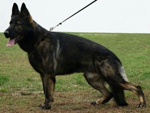 Zako Max z Jirkova dvora Zako Max z Jirkova dvora