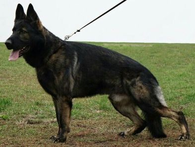 Zako Max z Jirkova dvora Zako Max z Jirkova dvora