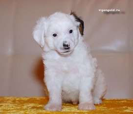 Irgen Gold Chin-chin Irgen Gold Chin-chin