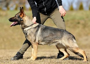 Ivana Hrozna European K9 training base Ivana Hrozna European K9 training base