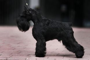 Dog Otho's Moonraker Dog Otho's Moonraker