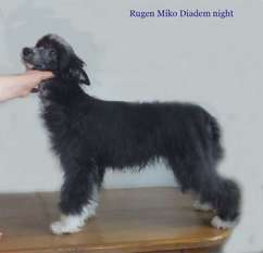 Rugen Miko Diadem Night Rugen Miko Diadem Night