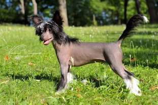 Black Bumer Triumphal Black Bumer Triumphal