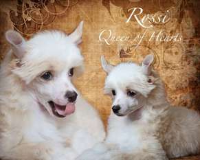 Rossi Queen Of Hearts Rossi Queen Of Hearts