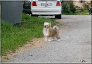 Buddy Doggz Star Glee Buddy Doggz Star Glee