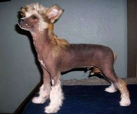 Be My Dog's Quick Nick Be My Dog's Quick Nick