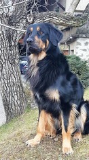 Codey von der Hausbergkante Codey von der Hausbergkante