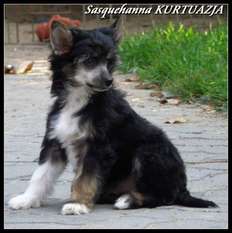 Sasquehanna Kurtuazja Sasquehanna Kurtuazja