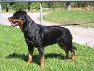 Pepels von der Crossener Ranch