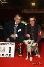 Billy Bad To The Bone Du Domaine Du Président..elite A- Sire Of Merit Billy Bad To The Bone Du Domaine Du Président..elite A- Sire Of Merit