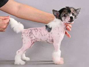 Dogland Happy Pure Love Dogland Happy Pure Love