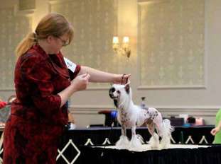 Gch Zhen's X Marks The Spot At Koridawn Gch Zhen's X Marks The Spot At Koridawn