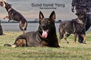 Sund Hund Yang Sund Hund Yang